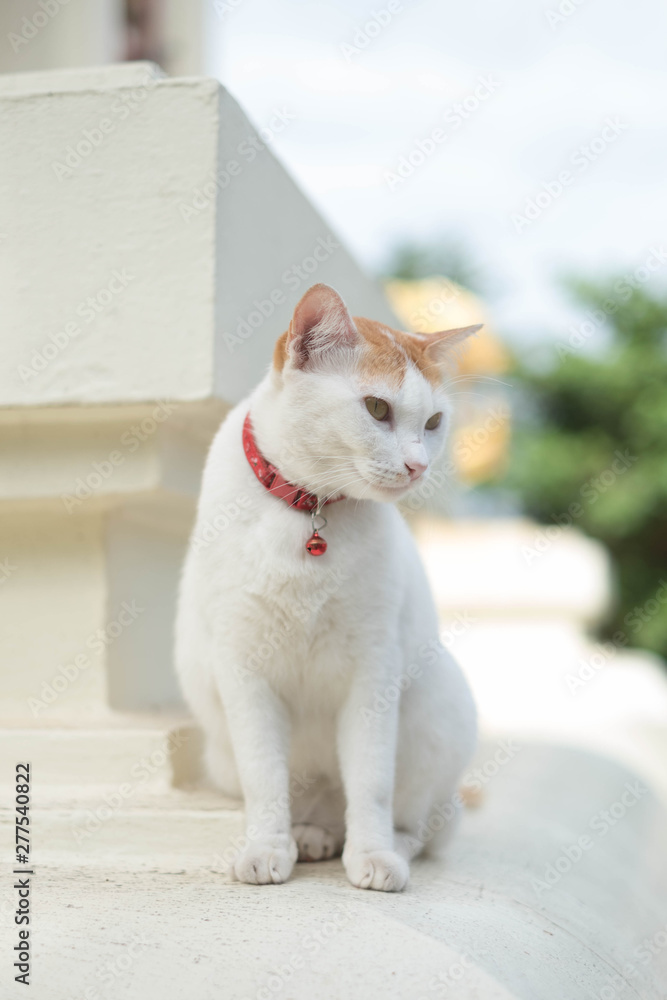 White cats live at the temple.