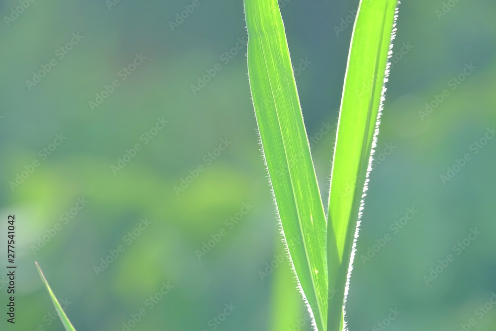 Wild grass leaves with sun light at evening and green nature background Wild grass leaves with sun light at evening and green nature background