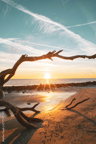 driftwood beach