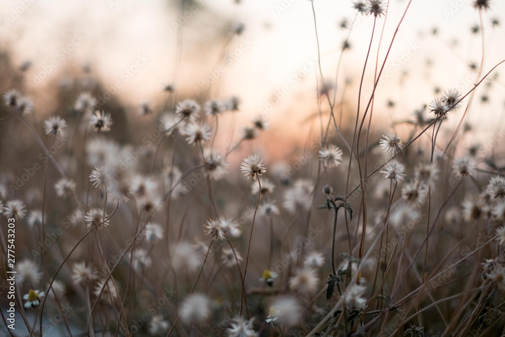Obraz premium Background with weeds and magic of light at twilight in the autumn. Sunset.