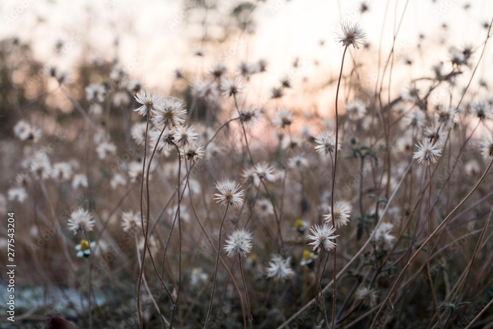 Background with weeds and magic of light at twilight in the autumn. Sunset. Background with weeds and magic of light at twilight in the autumn. Sunset.