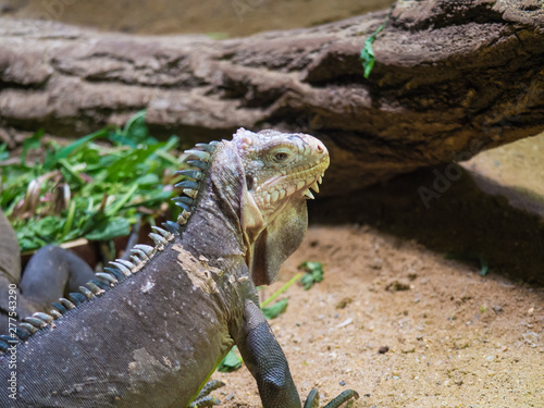 Close up portrait of a lesser Antillean iguana. Igauana delicatissima is a large arboreal lizard endemic to the Lesser Antilles  critically endangered large arboreal lizard. Selective focus on eye.