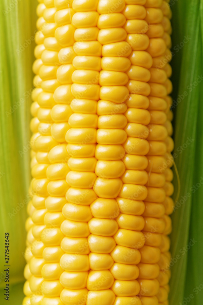 Corn detail on a green background viewed from above. Top view Corn detail on a green background viewed from above. Top view