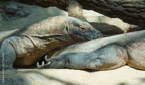 Close up portrait of Komodo Dragon lying anf resting. Varanus komodoensis also known as the Komodo monitor  is a large species of lizard found in the Indonesian islands of Komodo  selective focus