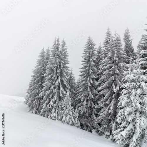 schneebedeckte Bäume in den Alpen