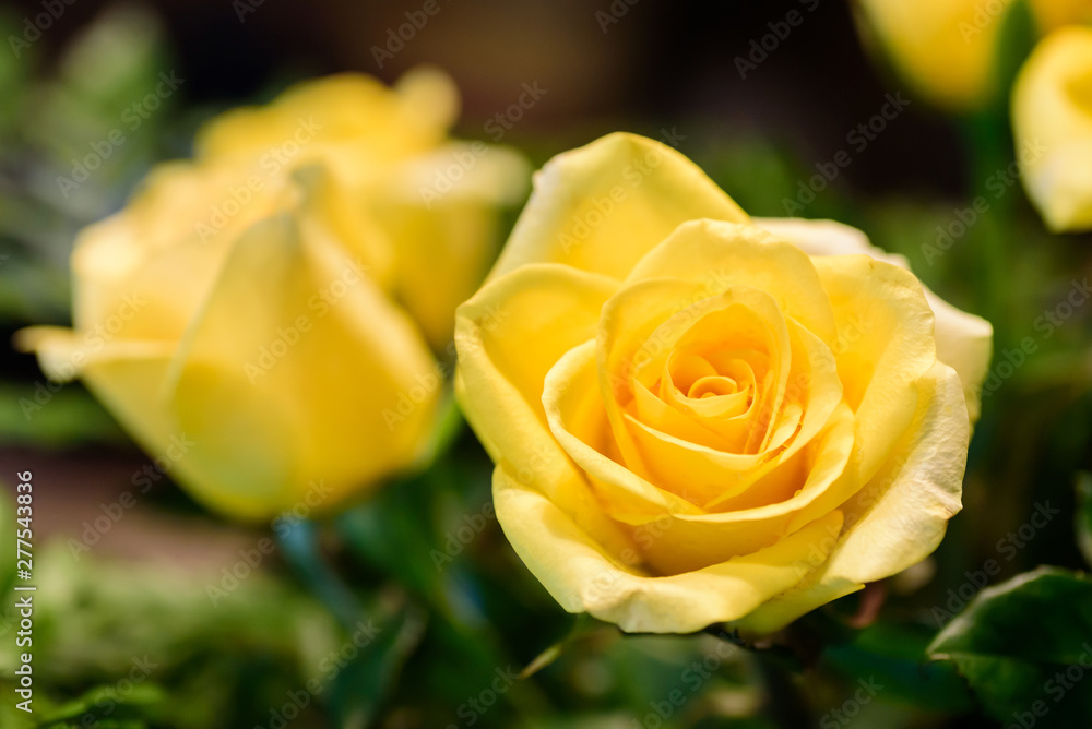 Close up of beautiful yellow rose flower Close up of beautiful yellow rose flower