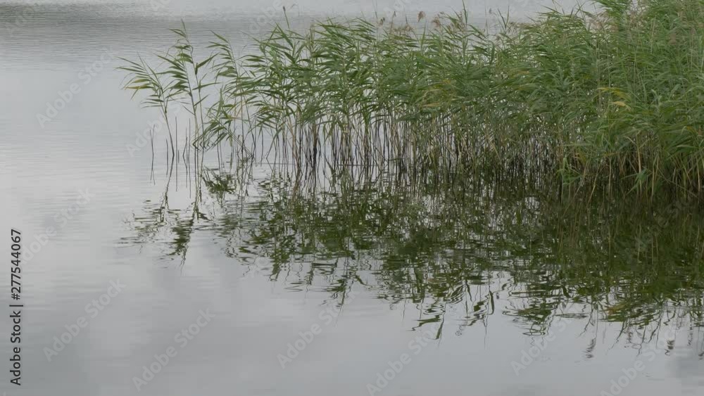 perfect spot on a fishing rod pond. perfect spot on a fishing rod pond.