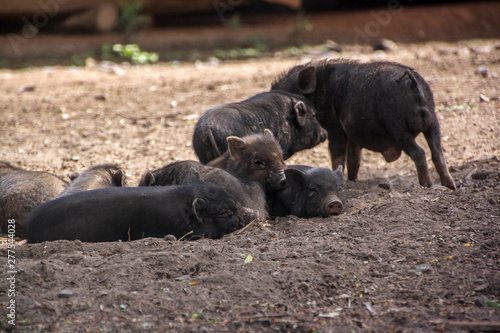 A few cute dark-colored piglets lie in various poses on the ground in the barn yard