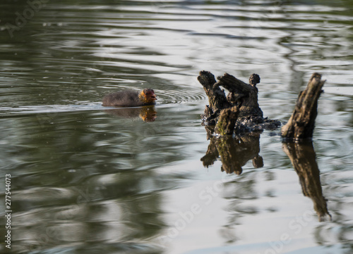 Cute ducling, baby chicken of Eurasian coot Fulica atra, also known as the common coot Swimming on pond with wooden log. Copy space photo