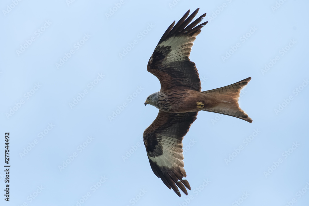 Fototapeta premium milan royal