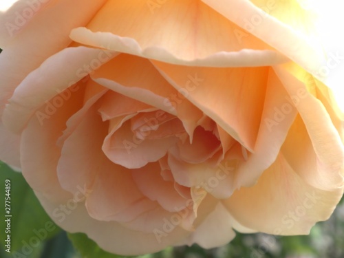 Fototapeta Naklejka Na Ścianę i Meble -  orange rose