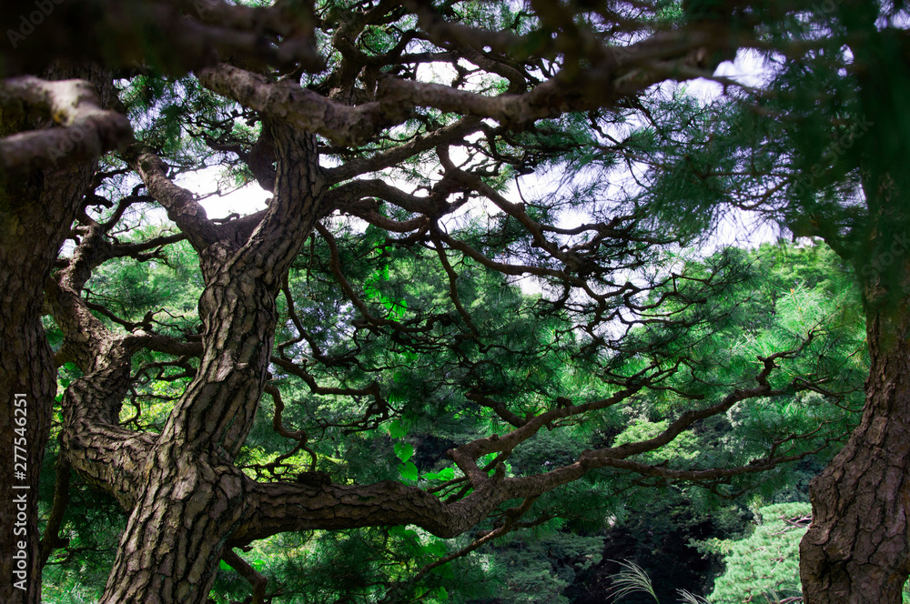 Fototapeta premium Autumn Tokyo trip, the quiet of the summer, there is a Zen, painting, Japanese Park,