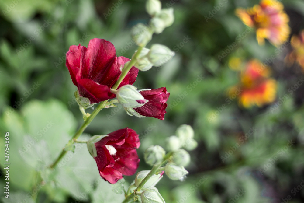 twig with scarlet maroon flowers in the garden twig with scarlet maroon flowers in the garden