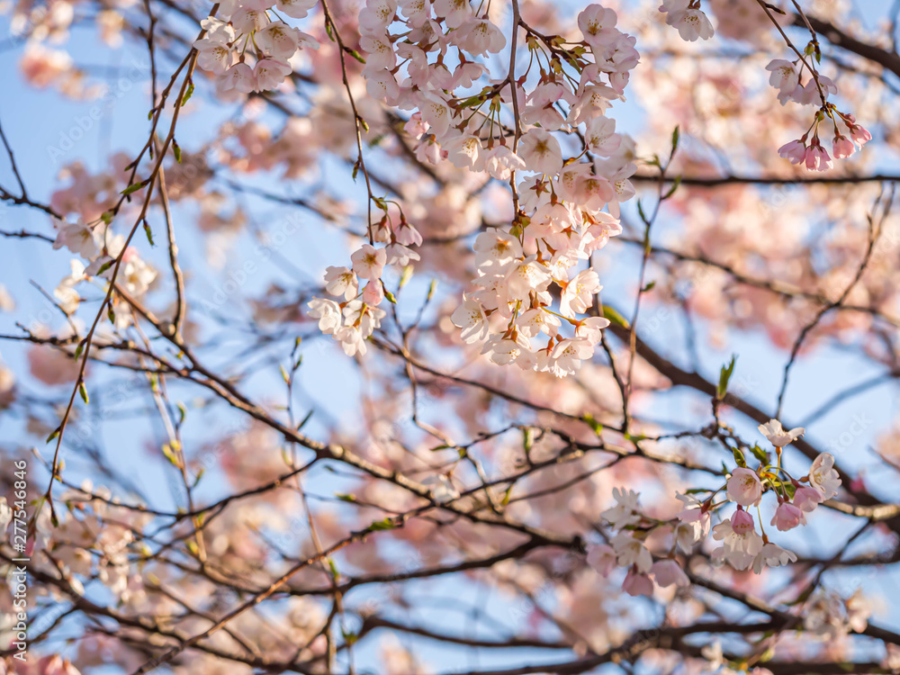 Cherry blossom with blurry blue sky in the park of garden. Cherry blossom with blurry blue sky in the park of garden.