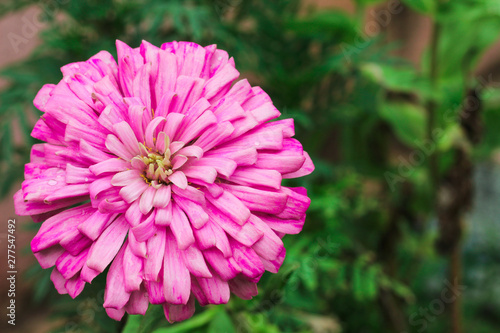 Dalia flower full view with soft green background