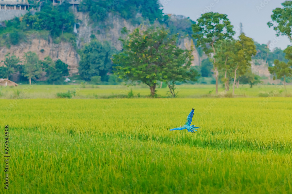 Colorful of the macaw parrot practice flying in the fields.