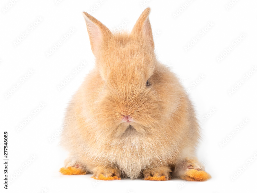 Adorable baby red-brown rabbits isolated on white background. Lovely baby rabbit sitting.