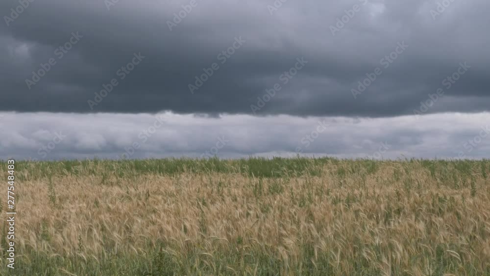 storm clouds over a yellow grain field storm clouds over a yellow grain field