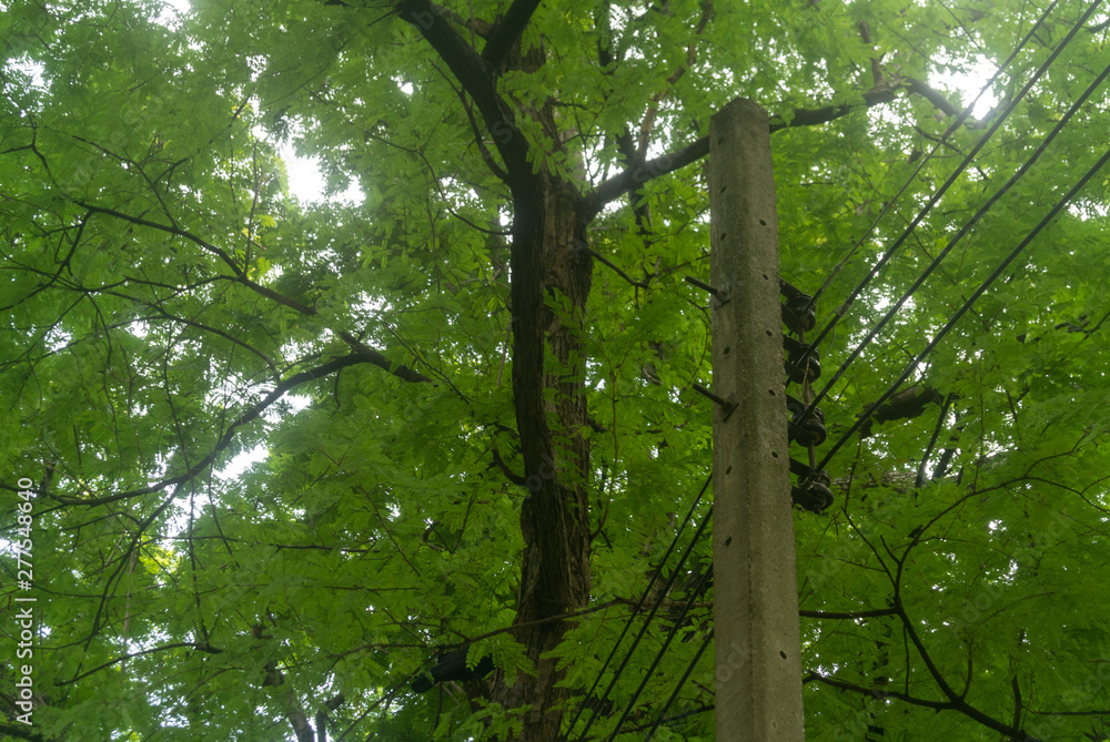 Fototapeta premium tree in the forest