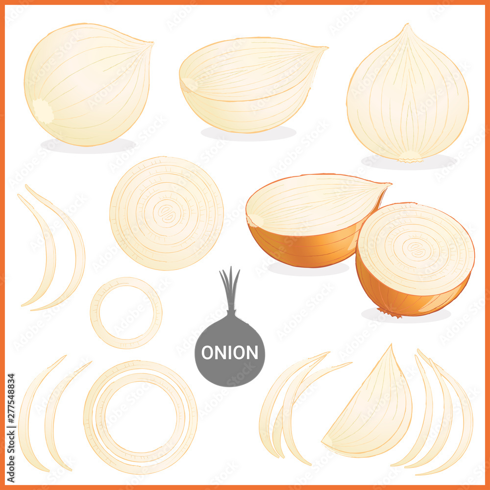 Set of dried onion vegetable with green leaves in various cuts and styles in vector illustration format