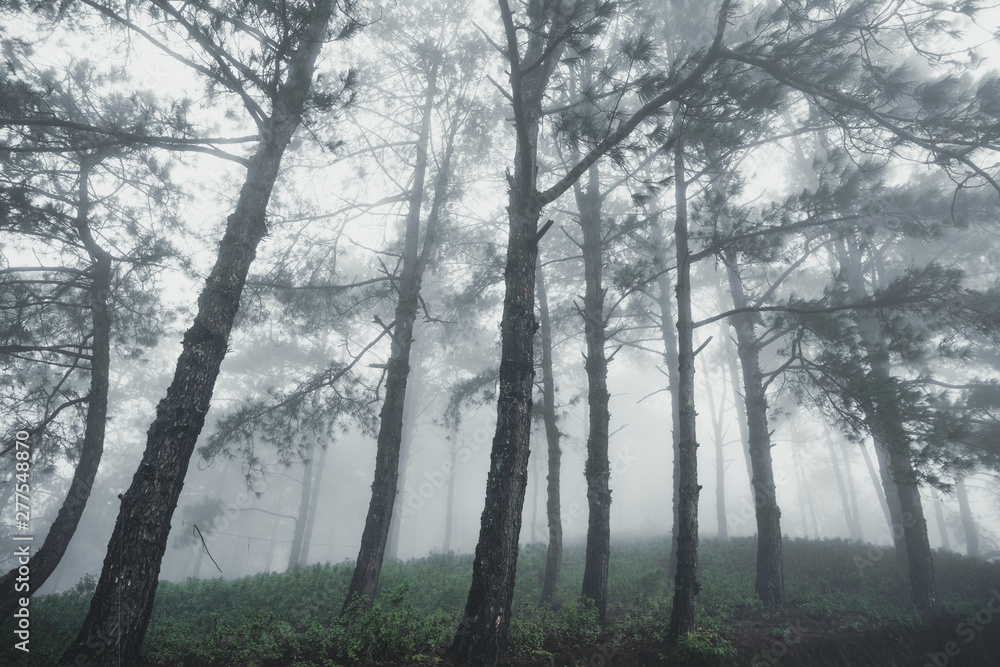 Forest Rain and fog in the forest