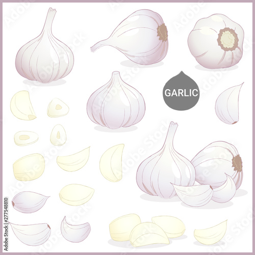 Set of dried garlic vegetable spice in various cuts and styles in vector illustration format