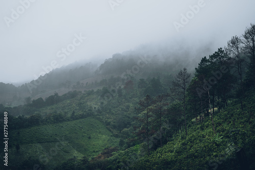 Forest Rain and fog in the forest
