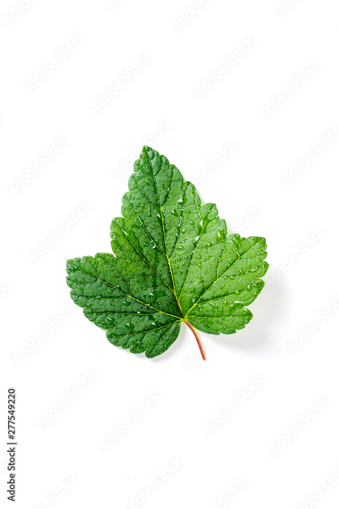 Fototapeta premium Blackcurrant leaf isolated on white backround