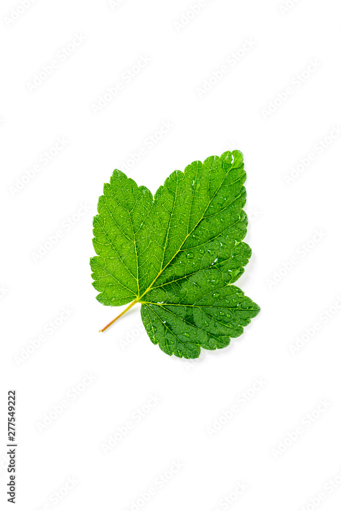 Fototapeta premium Blackcurrant leaf isolated on white backround