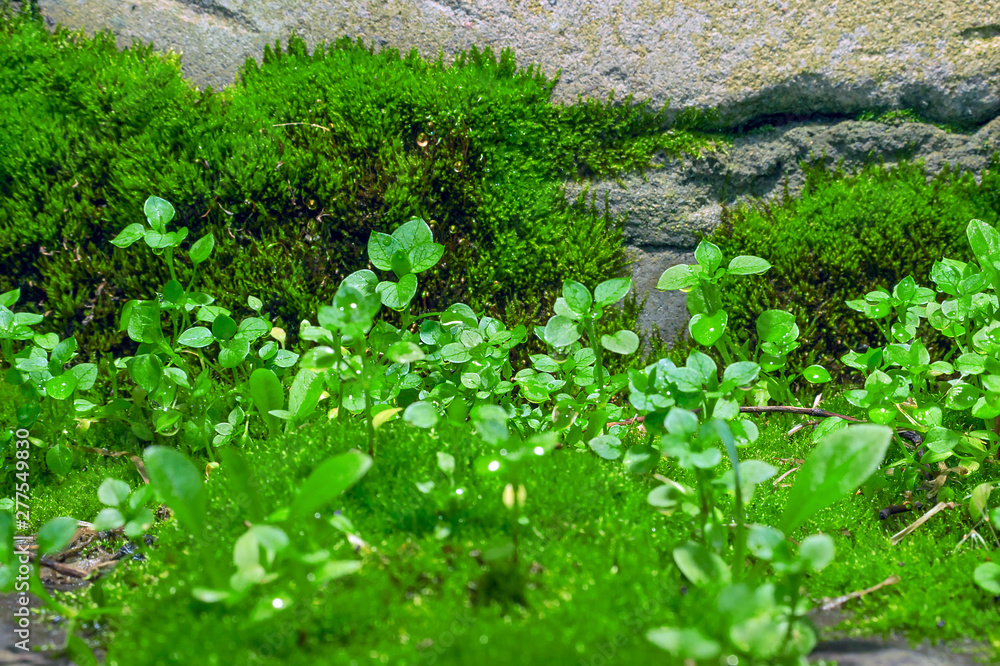 Little Green Wildflower Sprouts Growing on Haircap Moss with Shining Rain Droplets on a Summer Day. Little Green Wildflower Sprouts Growing on Haircap Moss with Shining Rain Droplets on a Summer Day.