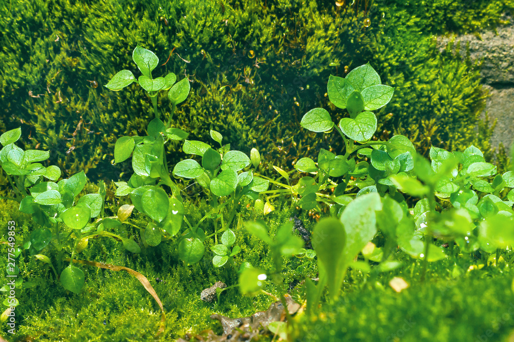 Little Green Wildflower Sprouts Growing on Haircap Moss with Shining Rain Droplets on a Summer Day. Little Green Wildflower Sprouts Growing on Haircap Moss with Shining Rain Droplets on a Summer Day.