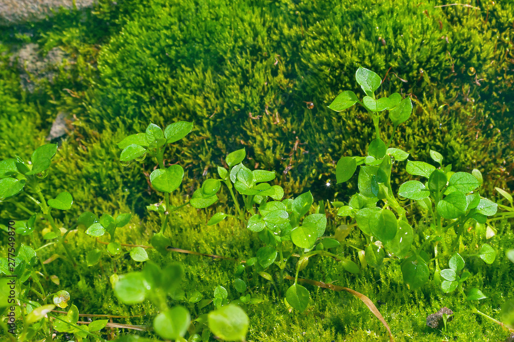 Little Green Wildflower Sprouts Growing on Haircap Moss with Shining Rain Droplets on a Summer Day. Little Green Wildflower Sprouts Growing on Haircap Moss with Shining Rain Droplets on a Summer Day.