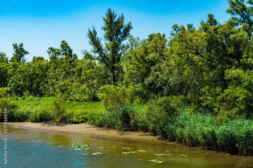 small beach along river Amer. Creek in National park Hollands Biesbosch in Drimmelen. The Netherlands small beach along river Amer. Creek in National park Hollands Biesbosch in Drimmelen. The Netherlands