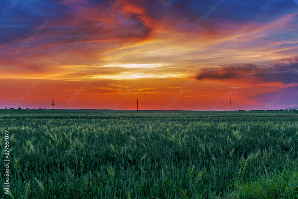 Landscape evening twilight agricultural field sown with cereal crops, illuminated by the crimson sunlight of the setting sun
