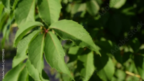 Wallpaper Mural Background of beautiful green leaves on the tree. Torontodigital.ca