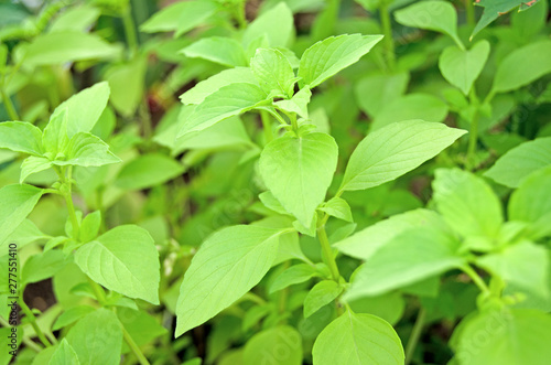 Wallpaper Mural Ócimum, basil. Basil grown in the garden Torontodigital.ca