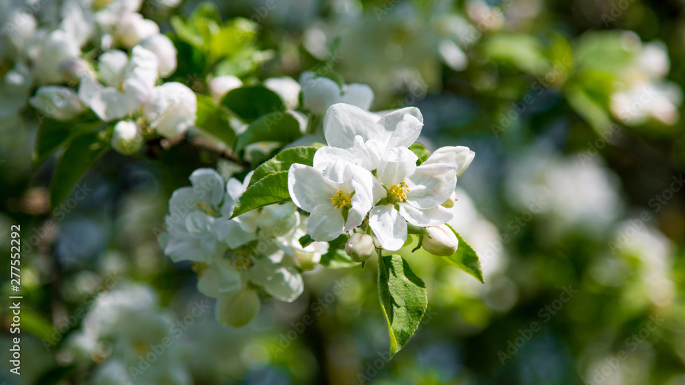 blooming apple tree blooming apple tree