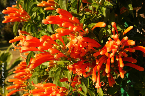 Photography Pyrostegia venusta (Flame Vine, Flaming Trumpet)