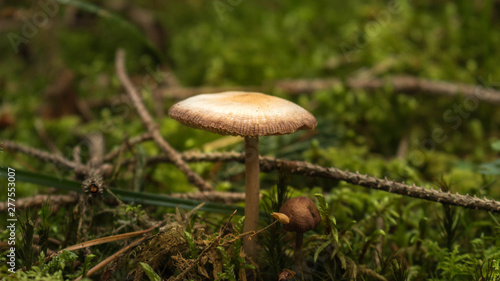 mushroom in forest © Alexander