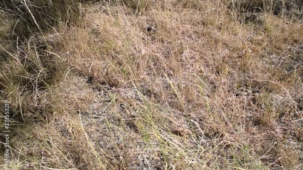 Background of dry grass in the field in nature. Background of dry grass in the field in nature.