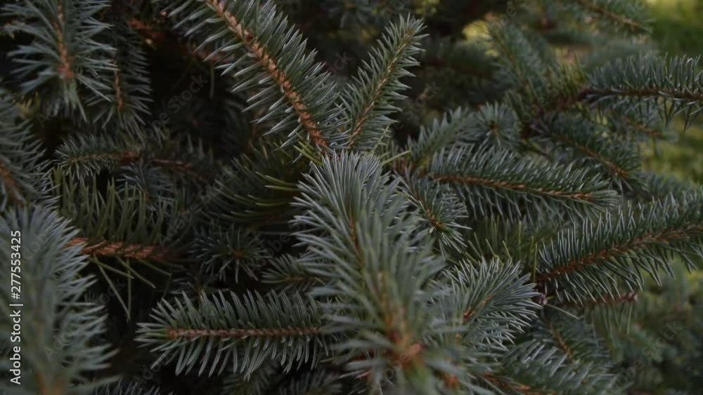 The background is dark, beautiful needles of a pine. The background is dark, beautiful needles of a pine.