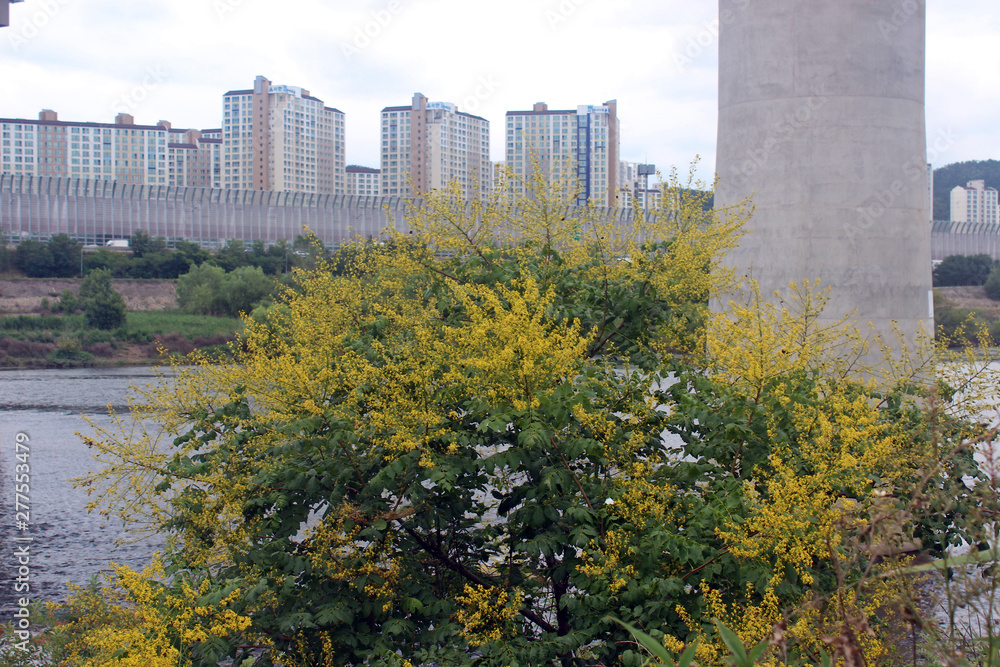 Obraz premium 뿔나무꽃