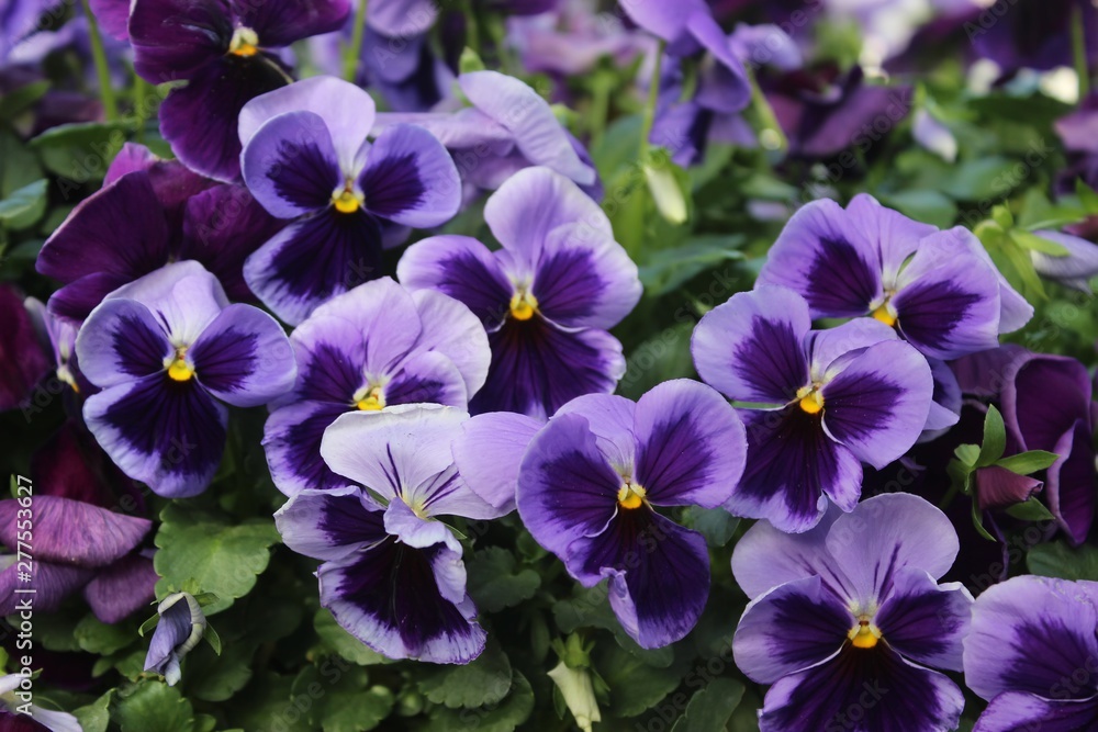 BEAUTIFUL PURPLE & WHITE VIOLETS BEAUTIFUL PURPLE & WHITE VIOLETS