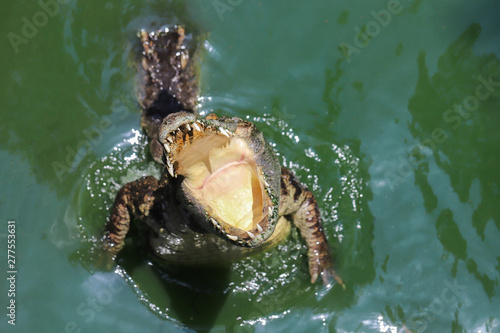 Crocodile jump in attack,Crocodiles are opening their mouths to attack.