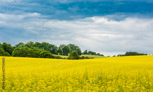 A blooming yellow rapeseed field and green trees with overcast sky  Scotland