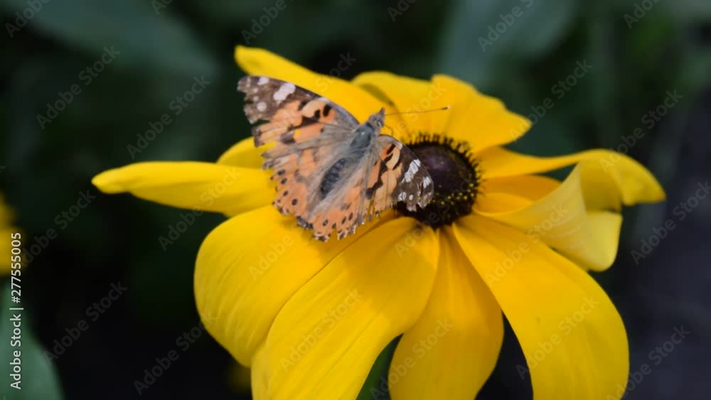 Butterfly on a big yellow flower in the garden. Nature and animals. Butterfly on a big yellow flower in the garden. Nature and animals.