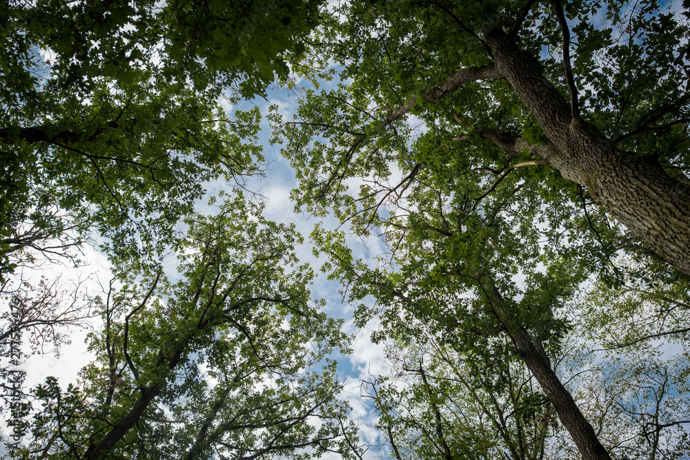 Obraz premium Zvole forest