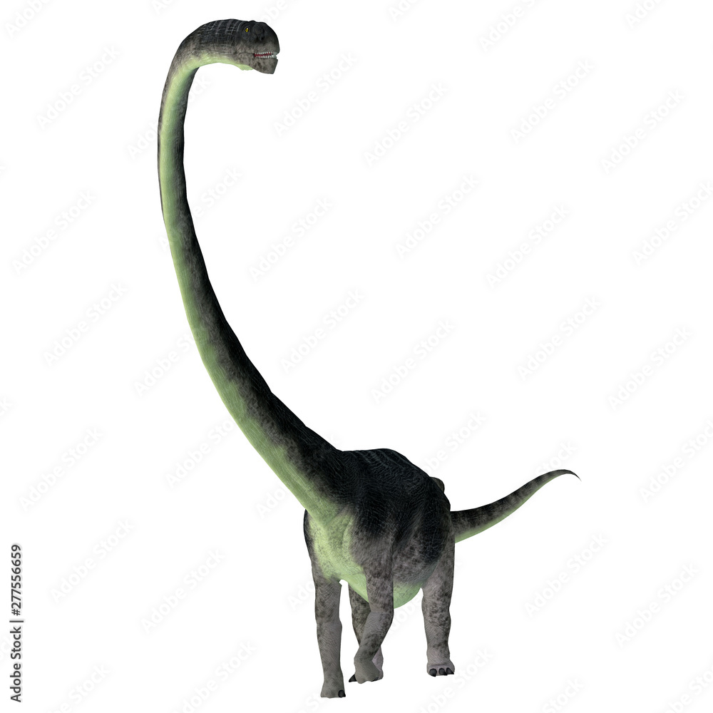 Obraz premium Omeisaurus Dinosaur Front - Omeisaurus was a herbivorous sauropod dinosaur that lived in China during the Jurassic Period.
