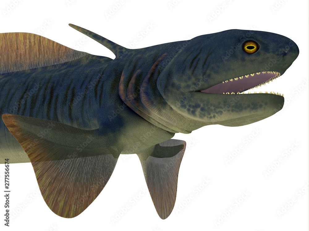 Orthacanthus Shark Head Orthacanthus was a carnivorous freshwater