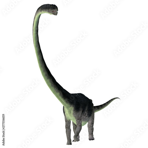 Omeisaurus Dinosaur Front - Omeisaurus was a herbivorous sauropod dinosaur that lived in China during the Jurassic Period.